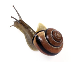 White-lipped  snail on the white background