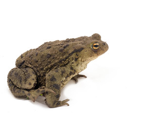 Fototapeta premium Toad