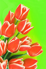 Bouquet of tulips and as a background for  post card