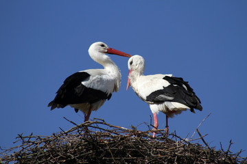 Storchenpaar im Nest