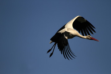 Storch im Flug