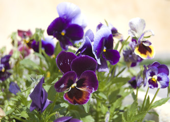 Fototapeta na wymiar beautiful violet flowers outdoors