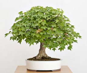 Old, artistic, Maple tree bonsai in Spring
