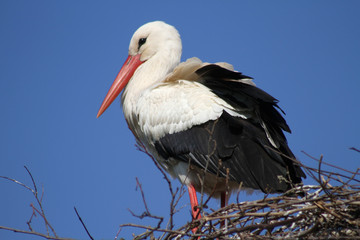 Storch im Nest