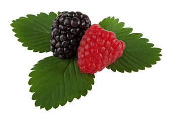 Blackberry and raspberry on leaf with hand made clipping path