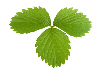 Leaf of strawberry with hand made clipping path