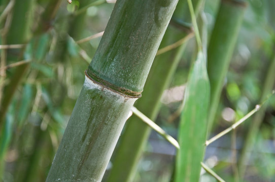 gros bambous