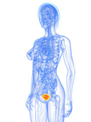 weibliche Anatomie mit markierter Blase