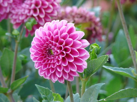 D&aacute;lia dobrada cor-de-rosa
