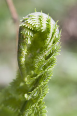 fern
