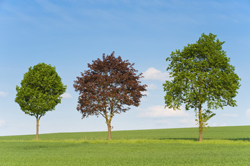 Fototapeta na wymiar Drei Bäume, Wiese und blauer Himmel