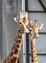 Young giraffe couple