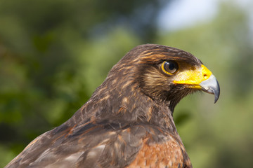 Harris Hawk