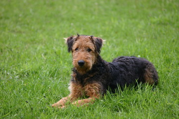 Airedale Terrier im Gras