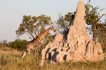 Giraffe by a Termite Mound