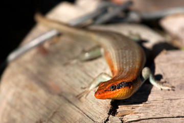 Fototapeta premium Basking Lizard