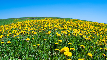 Field of blossoming dandelions under the blue sky