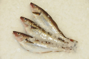 Whiting