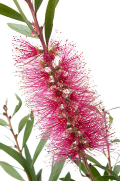 Pink Callistemon