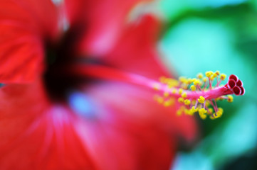langer Blütenstempel des Hibiskus © Evelyn Kobben