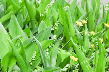 Obraz premium Maiglöckchen