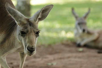 Graues Riesenkänguru (Macropus giganteus)