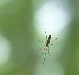 Spinne im Netz