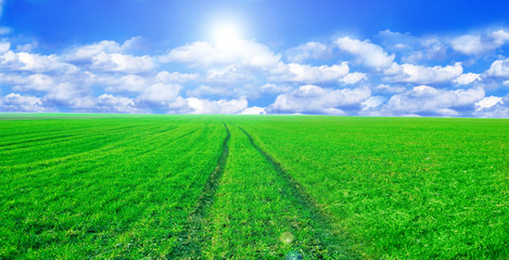 Naklejka premium Green field and blue sky conceptual image.