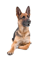 german shepherd dog isolated on a white background