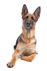 Obraz premium german shepherd dog isolated on a white background