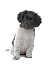 cute Stabyhoun puppy looking at camera