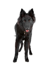 front view of a long haired belgium shepherd (groenendaeler)