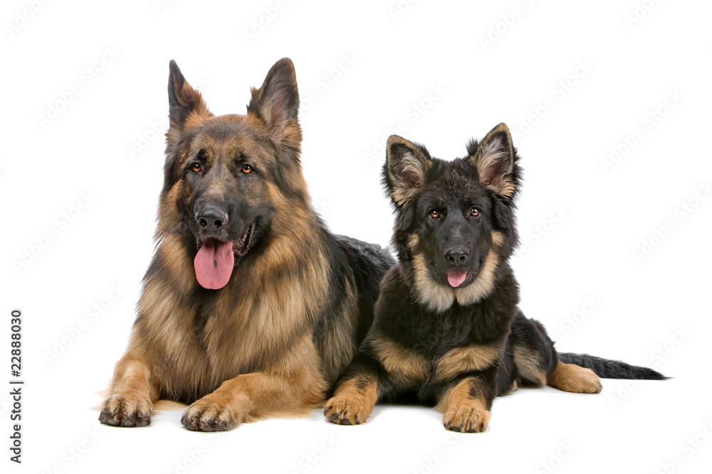 Wall mural german shepherd dog and puppy looking at camera