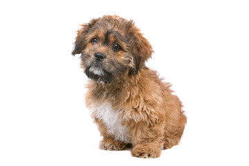 cute boomer puppy isolated on a white background