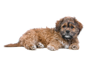 boomer puppy lying on the floor