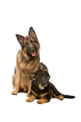 german shepherd dog and puppy looking at camera