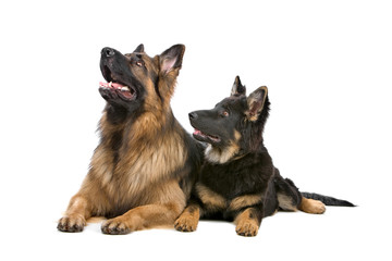 front view of german shepherd dog and puppy looking up