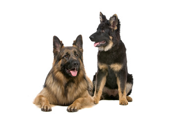 german shepherd dog and puppy isolated on white