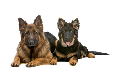 front view of two shepherd dogs looking at camera