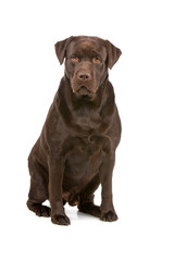 front view of a chocolate labrador retriever dog