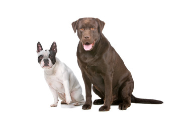 french bulldog and a chocolate labrador retriever dog