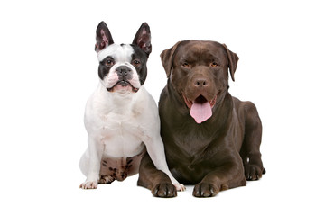 French Bulldog and a chocolate labrador isolated on white