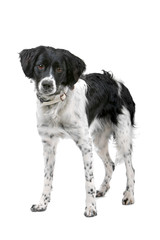 one stabyhoun dog isolated on a white background