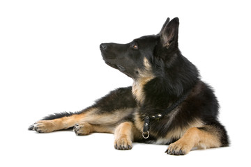 german shepherd dog lying on the floor