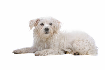 mixed breed dog (boomer) isolated on a white background