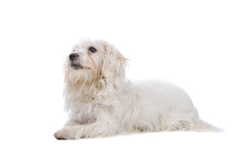 mixed breed dog (boomer) isolated on a white background