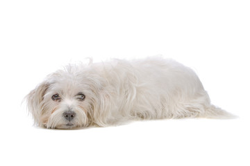 mixed breed dog (boomer)isolated on a white background