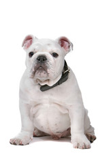 Obraz premium front view of a french bulldog puppy