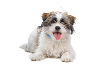 mixed breed boomer dog isolated on white