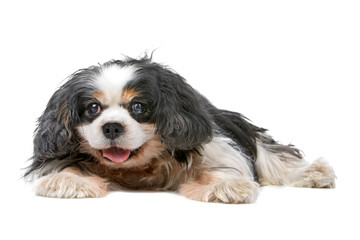 Cavalier King Charles Spaniel